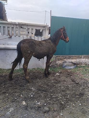 Лошади, кони: Продаю | Жеребенок | Полукровка | Рабочий | Племенные — 3