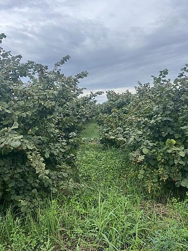 Həyət evləri və villaların satışı: 3 otaqlı, 100 kv. m, Yeni təmirli — 28