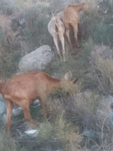 отдам в добрые руки баку: 16 baş sani keçiləri satılır ataları alpinlə qarışıq 6 erkək 10 dişi