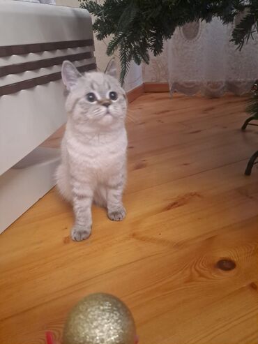 Pişiklər: Britan — 4