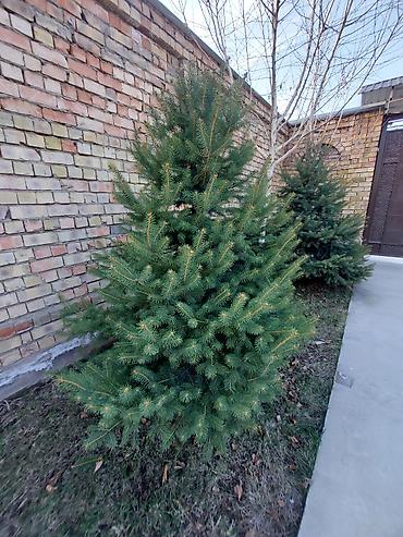 Декоративные деревья: Саженцы деревьев: Ели — 8