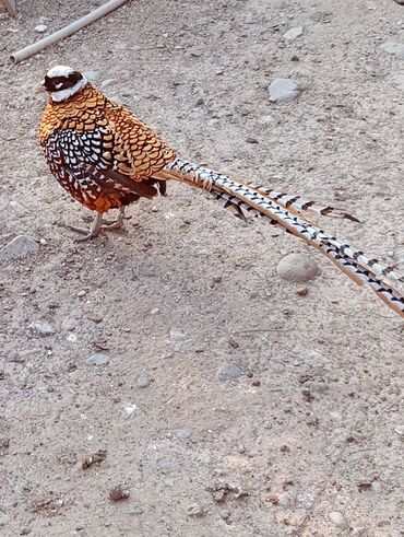 Digər quşlar: Esil Qafqaz qirqovulu tek xoruz 200azn unvan Gence basqa nov — 8