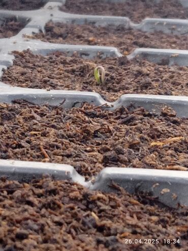 Другие услуги: Ищу бизнес партнера, инвестора, для выращивания овощей (открытый — 17