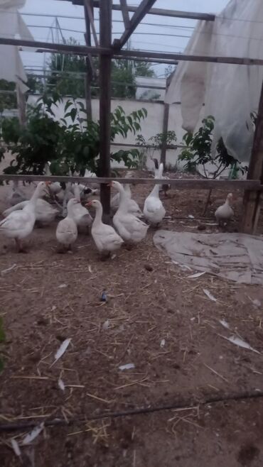 qaşqaldaq quşu: 15 ədəd yerli və linda qazları 1 illik