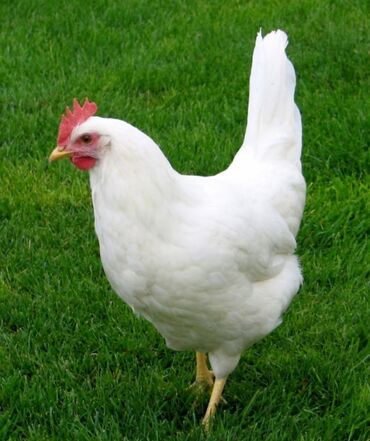 животные живые: Продаю | Цыплята | Леггорн | Несушки