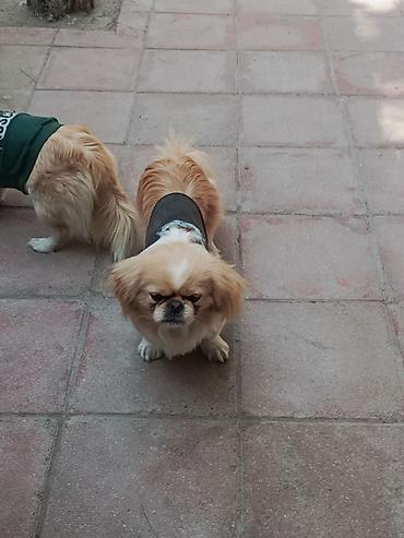 İtlər: Pekines, 1 il, Peyvəndli — 3