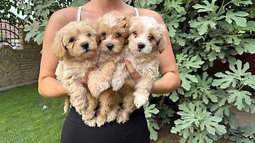 šišanje pasa pančevo: Maltipoo kucici,prelepi,odgajani u kuci.Ocisceni od — 4