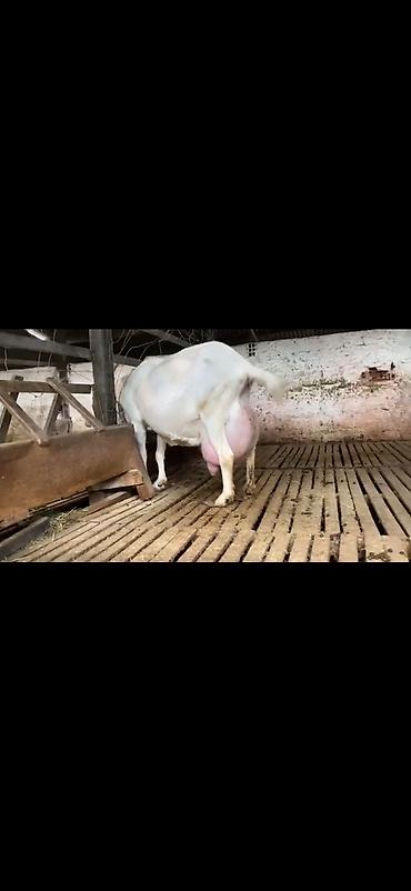 Keçilər, çəpişlər: Süd keçisi – ağ rəngli, uzun buynuzlu - Yüksək süd verimi üçün — 13