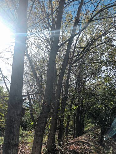 Həyət evləri və villaların satışı: Torpaq bağ sahəsi 42 sot meyvə baği satıram -da lalafo.az — 30 Həyət evləri və villaların satışı: Torpaq bağ sahəsi 42 sot meyvə baği satıram — 30