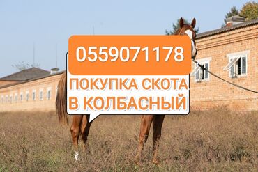 продам скот: Куплю | Коровы, быки, Лошади, кони, Другие с/х животные | Круглосуточно, Любое состояние, Забитый