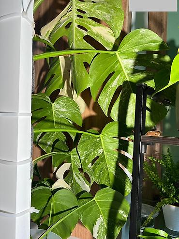 альба: Монстера вариегатная (Monstera deliciosa variegata, «альбо») Здорова — 2