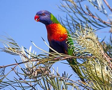 живой вес: 🌈🦜 РАДУЖНЫЕ ЛОРИКЕТЫ — ГОТОВАЯ ПАРА! 🔥 💎 Яркие, красивые и невероятно — 2