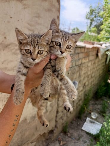 бездомные кошки: Кошка даром: Беспородная, 2 месяца, Девочка