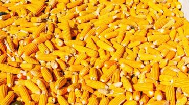 инжир цена бишкек: Кукуруза сатылат готовый пачатках