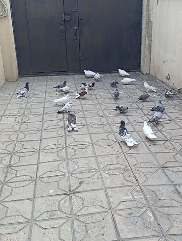 Göyərçinlər: Göyərçinlər satılır –tek cüt fərqi yoxdur kim görerem olsa münasib — 9