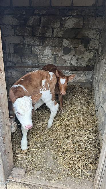 brama satisi: İki baş erkək simmental buzovlar satılır. Yalnız və yalnız real — 6