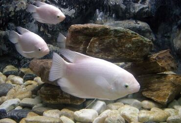 малки рыб: Рыба гурамий размер 8-9см. достигает до 50-60см рыба очень спокойная