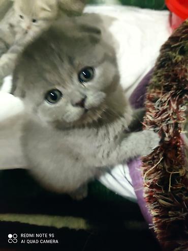 Pişiklər: Şotland yastı qulaq, Erkək, Dişi, Ünvandan götürmə — 14