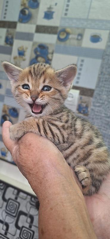 кошка майкун: Бенгальская, 2 месяца, Мальчик, Приучена к лотку — 1