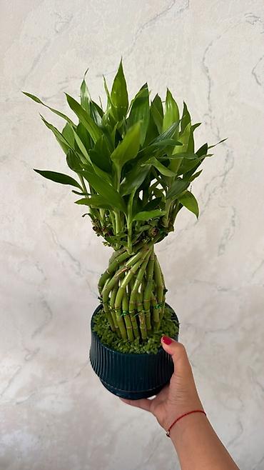 пальмовое: Комнатные растения в декоративных кашпо 1) Саговник (Cycas revoluta) — 7