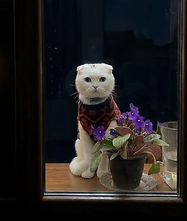 pişik ucun daraq: Yastıqulaq Scottish Fold pişiyi. Qarışıq sort deyil. Şəkildə tükləri — 1