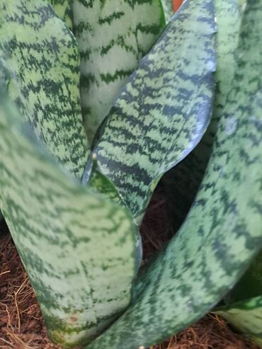 Ostale kućne biljke: Palma Phoenix, semena, pakovanje 5 komada sa prve slike je 600 dinara na lalafo.rs — 9 Ostale kućne biljke: Palma Phoenix, semena, pakovanje 5 komada sa prve slike je 600 dinara — 9