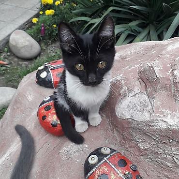 жалал абад кошки: 3 месяца, Мальчик, Приучена к лотку — 3