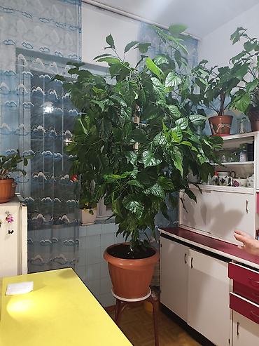 купить туи: Гибискус комнатный (китайская роза) в крупном горшке - Высокий — 4