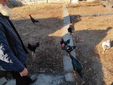Куры, петухи: Продаю | Петух | Дакан, Бойцовая | Для разведения, Для боев — 11
