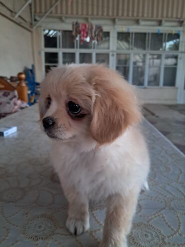 İnformatika: Pekines, 4 ay, Dişi, Peyvəndli