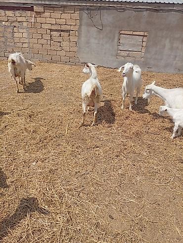 husky balası: SAF KAN MACAR VE FIRANSIZ SANEN KEÇİLERİ - Növ: süd və ətlik yerli — 8