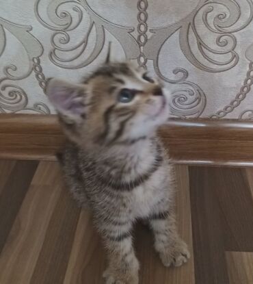 бесплатные кошки: Кошка даром: Беспородная, 2 месяца, Мальчик, Приучена к лотку, Проглистована
