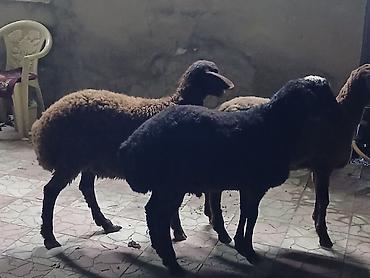 bakida it barinagi: Qoyunlar – yerli cins - Şəkillərdə 3 baş qoyun görünür: qara yunlu — 3