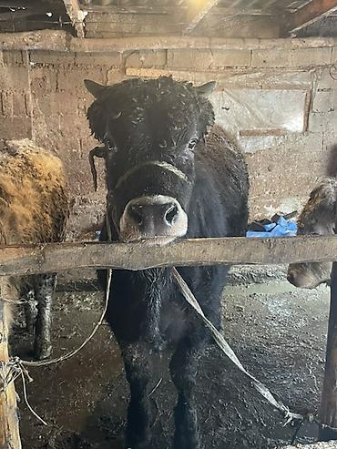 Коровы, быки: Продаю | Бык (самец) — 26