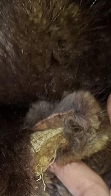 balıqcı geyimi: Tebii xezden hazirlanmis ushanka papaglar. Uzun muddet qiragda — 2