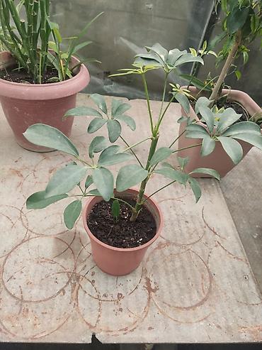 шефлера цветок: Шеффлера (Schefflera arboricola), домашнее комнатное растение в — 1