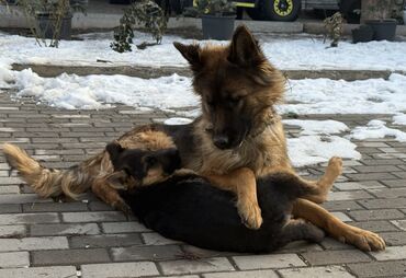 Продажа собак: Немецкая овчарка, 4 месяца, Самка, С прививкой, С родословной — 9