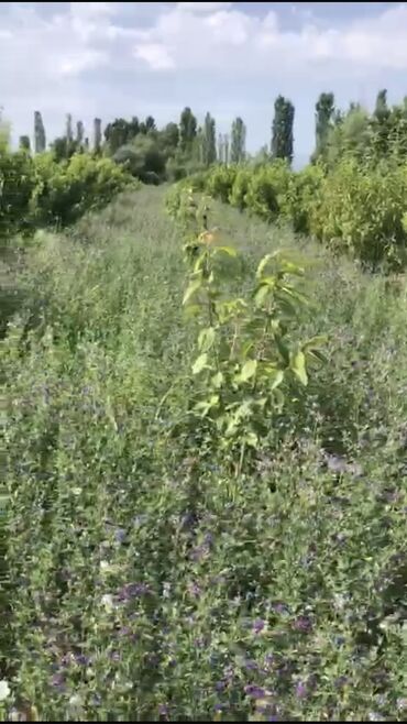 Boşqablar: 100 sot, Kənd təsərrüfatı, Mülkiyyətçi, Kupça (Çıxarış)