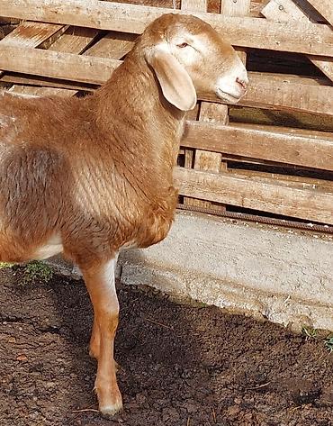 Баран, овца: Продаю | Ягненок, Баран (самец) | Для разведения | Племенные, Осеменитель — 10