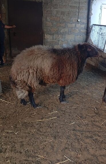 simental inekler azerbaycanda: Самец, Qala, лет: 4, 60 кг, Для разведения