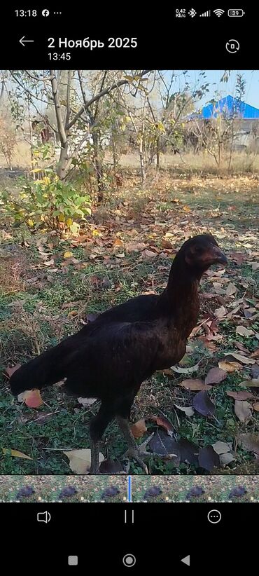 домик для кошки многоуровневый: Ганой жожо тоок 4-5 ай