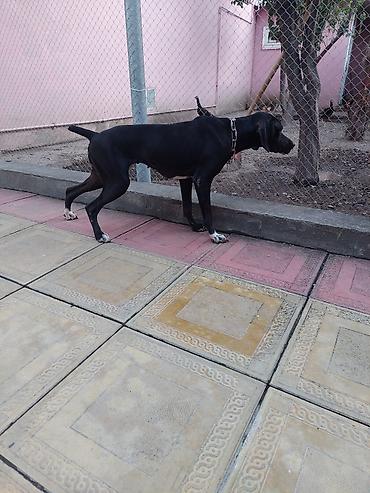 pisik balası verirem: Salam.Tam ova hazirdir.Stoykasi yerinde quşu kamanda ile qaldirmasi ve — 3