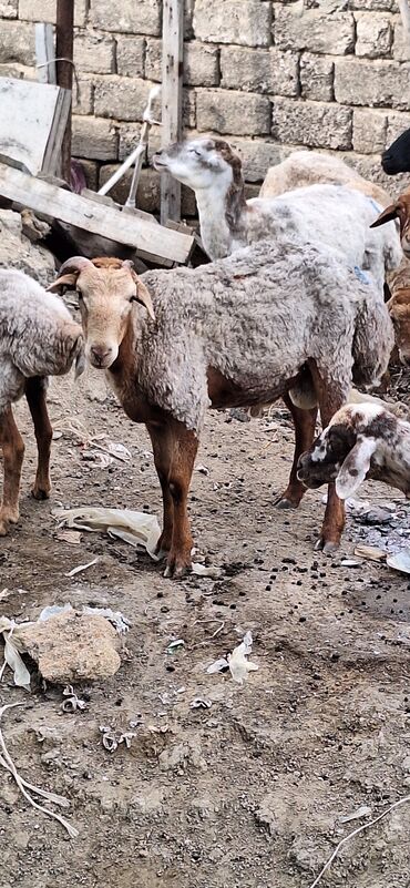 romanov qoyunu satışı: Qurbanlıq quzular, qoçlar. 7.5-10manat aralığında dəyişir. ünvan Qobu