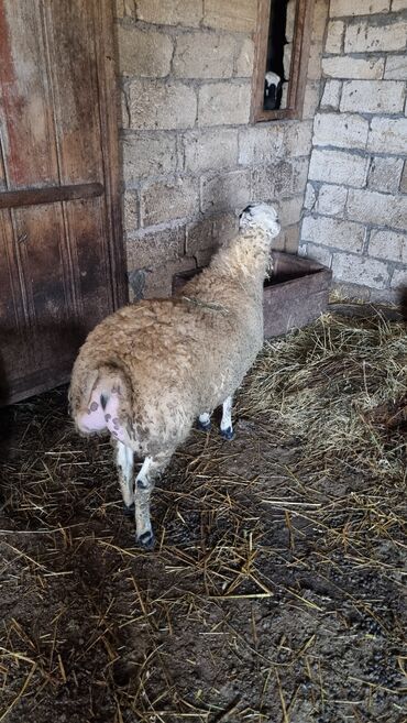Qoyunlar, qoçlar: Qoyun. Toğlu Bu toğlu Dizi gözü qara sağlam damazliqa yararli sakit ev — 7