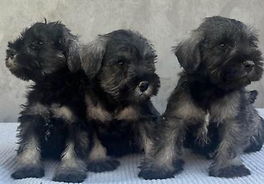 pudlice slike: Patuljasti Šnaucer Miniature Schnauzer STENCI PATULJASTOG — 1
