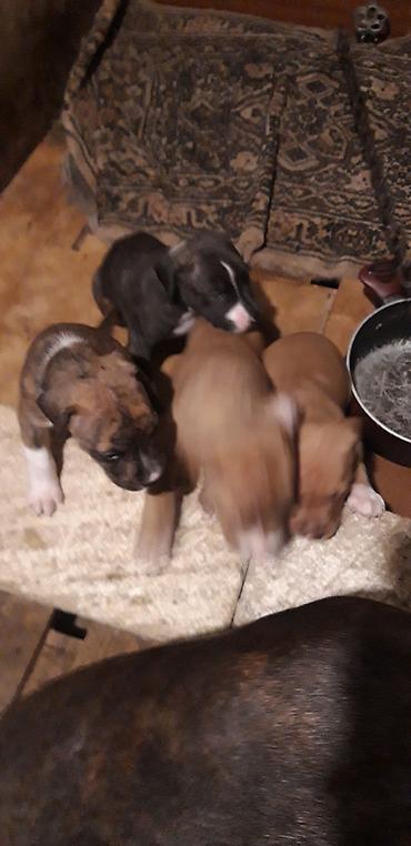 İtlər: Pitbul — 8
