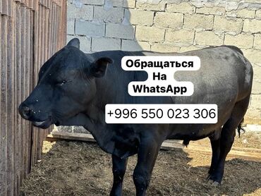 кошки ош: Продаю | Корова (самка), Бык (самец), Тёлка | Ангус, Герефорд, Голштин | На откорм, На забой, Для разведения