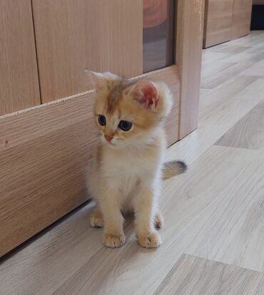 сибирские котята: Qızıl şinşilla, Erkək, Yaxşı əllərə, Ünvandan götürmə