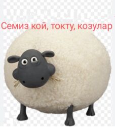 куплю свиней живым весом срочно: Продаю | Овца (самка) | На забой | Ярка