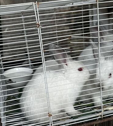 кролики: Сатылат кроликтер